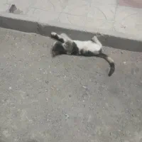 گربه خونگی