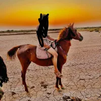 هویزه|اسب و تجهیزات اسبسواری|اهواز, اسماعیلیه|دیوار