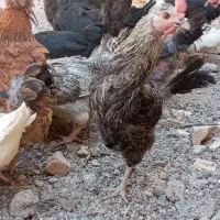مرغ تخمگذار