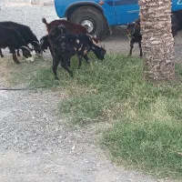 فروش گوسفند محلی|حیوانات مزرعه|رودخانه, |دیوار