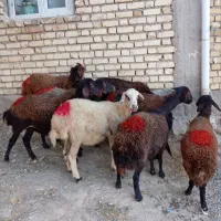 شیشک افشار آبستن