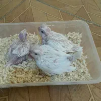 عروس هلندی سرلاکی البینو شاه طوطی قفس پرنده.خریدار