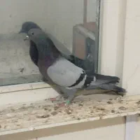 کفتر پرشی|پرنده|شهریار, شهرک مصطفی خمینی|دیوار