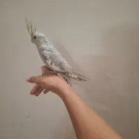 عروس هلندی دستی بالغ ماده|پرنده|شاهدشهر, |دیوار