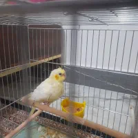 عروس هلندی|پرنده|مشگین شهر, |دیوار