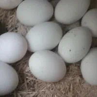 تخم سیبرایت تازه سیلور