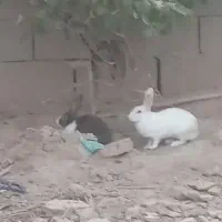 خرگوش