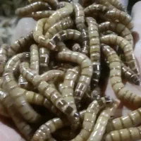 سوپر ورم زنده کیلویی 700هزار|حیوانات مزرعه|خزل, |دیوار