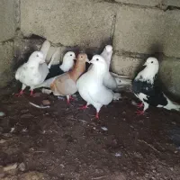کبوتر
