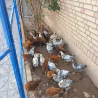 نیمچه مرغ و خروس رسمی