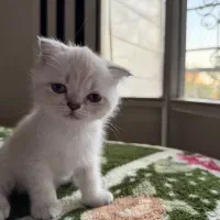 بچه گربه