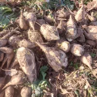 چقندر قند و کاه خار شتری