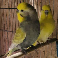 مرغ عشق ریمبو رنگین‌کمانی|پرنده|تهران, پاسداران|دیوار