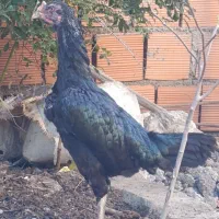 مرغ لاری|حیوانات مزرعه|بندر ترکمن, |دیوار