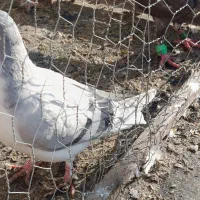 کفتر|پرنده|مشهد, بهمن|دیوار