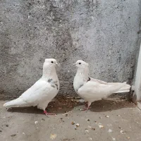 دو جفت کفتر پرشی|پرنده|ملایر, |دیوار