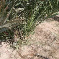 پاجوش مجول مراکشی|گل و گیاه طبیعی|خورموج, |دیوار