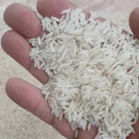 کشت دوم برنج فوق‌العاده ۲۸۵ت سرلاشه ۱۷۵ هاشمی|خوردنی و آشامیدنی|بابکان, |دیوار