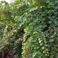 اجاره روزانه باغ ویلا ۱۷۰۰ متری|اجارهٔ کوتاهمدت ویلا و باغ|رفسنجان, |دیوار