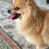 گمشده|حیوانات|اصفهان, سرشبادران|دیوار