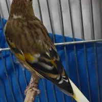 سهره قناری ابلغ لر بخون