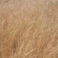 فروش یک تن کاه گندم