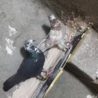 یک جفت کفتر تهرانی