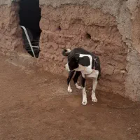 سگ ماده|سگ|میان جلگه, |دیوار