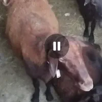 گوسفند بره دار