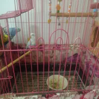 سه تا مرغ عشق تخم گذار|پرنده|ساری, |دیوار