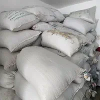 بذری گندم قابوس|عمده‌فروشی|بندر ترکمن, |دیوار