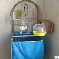 یک جفت عروس هلندی