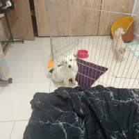 سگ خوشگل و توپر|سگ|تهران, اتابک|دیوار