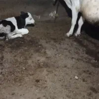 گاو شیری با گوساله|حیوانات مزرعه|امام, |دیوار