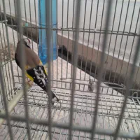 سهره نر|پرنده|مرودشت, ثبت احوال|دیوار