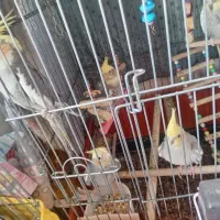 عروس هلندی