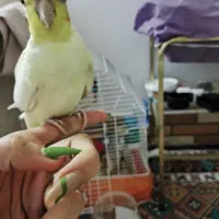 جوجه عروس|پرنده|قنوات, |دیوار