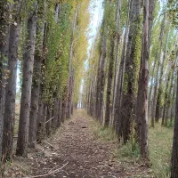 جویای کار چیدن سیب و گوجه می باشم