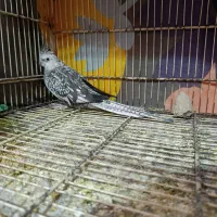 عروس|پرنده|هامون, |دیوار