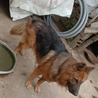 سگ ژرمن معاوضه|سگ|گرگان, |دیوار