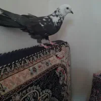 ذاق کله ماستی سو قدیم