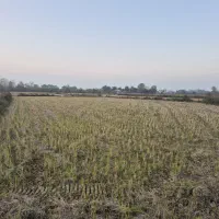 زمین شالیزار ۱۸۲۵ متر