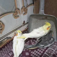 عروس هلندی جوجه(یک ماه)|پرنده|زهک, |دیوار