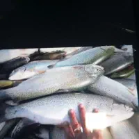 فروش ماهی زنده قزل‌آلا