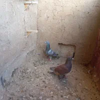 کبوتر پرشی|پرنده|سبزوار, خسروجرد|دیوار