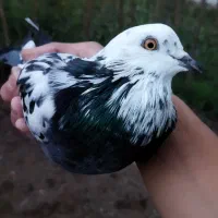 کبوتر نر|پرنده|صومعه‌سرا, |دیوار