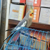 طوطی عروس نر|پرنده|رشت, باهنر|دیوار