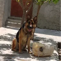 سگ ژرمن ماده