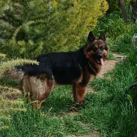 ژرمن (ماده) معاوضه با پامر سایز ریز