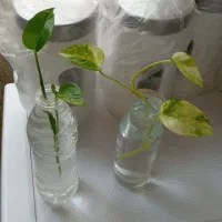پتوس